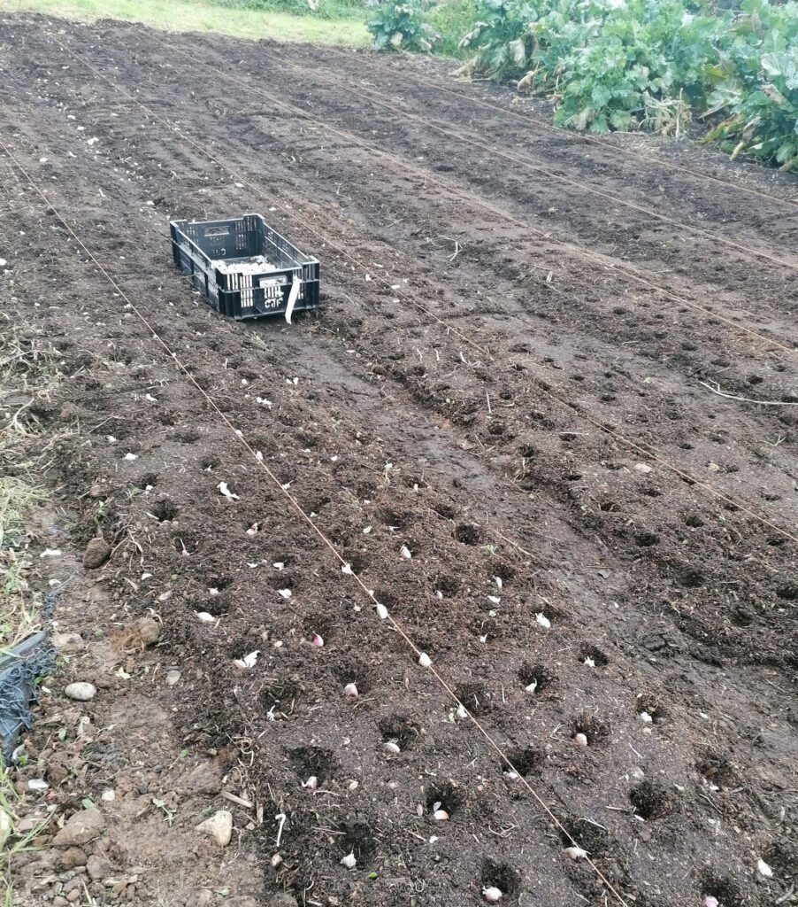 Cloves of Elephant garlic being planted in the ground