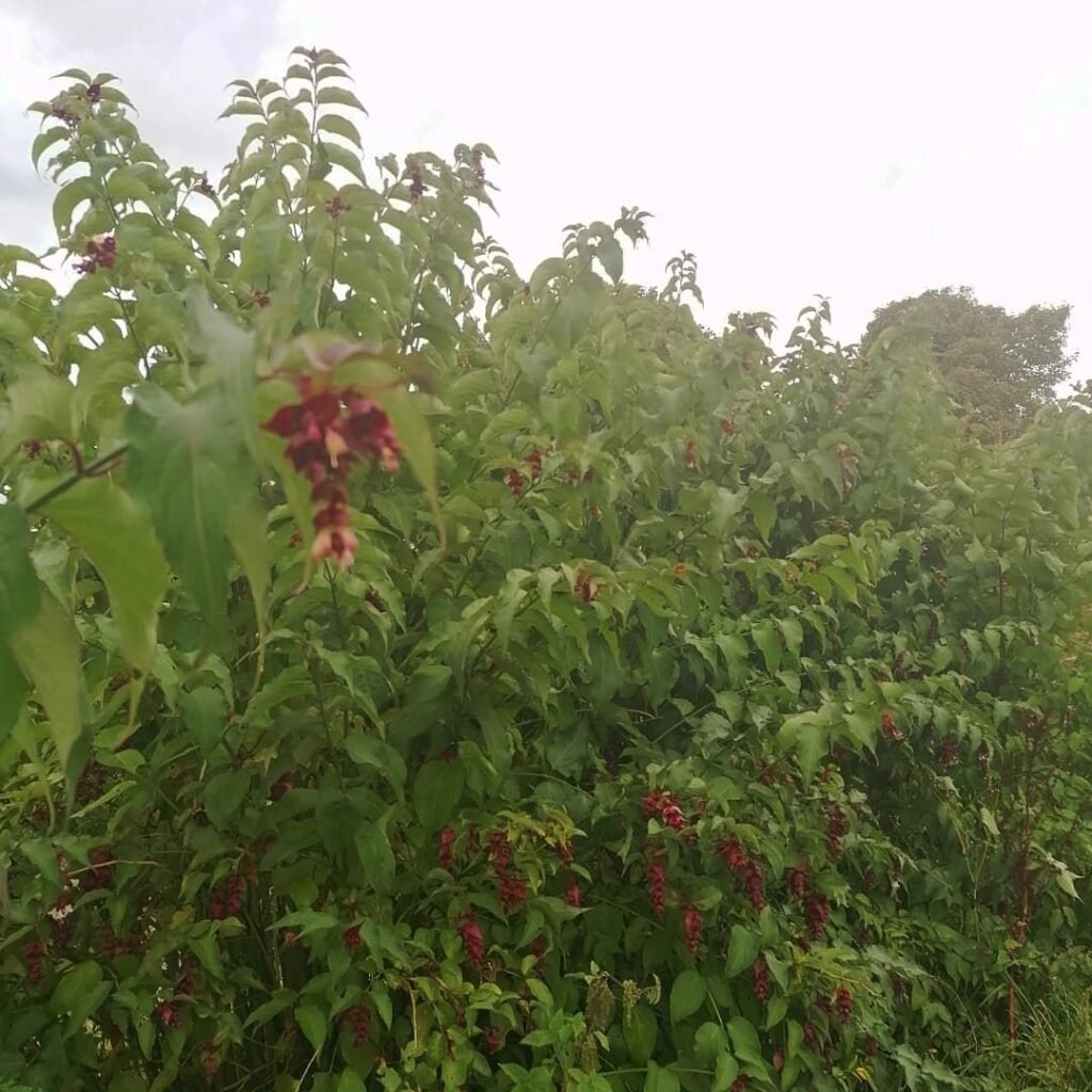 Pheasant berries