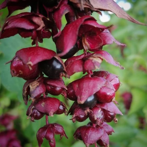 Pheasant Berry or Himalayan honeysuckle (Leycesteria formosa): Growing Guide & Uses in 2024