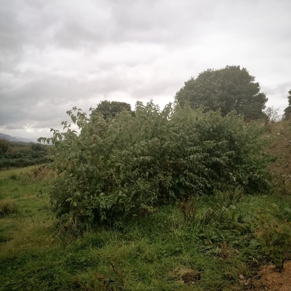 Himalayan honeysuckle