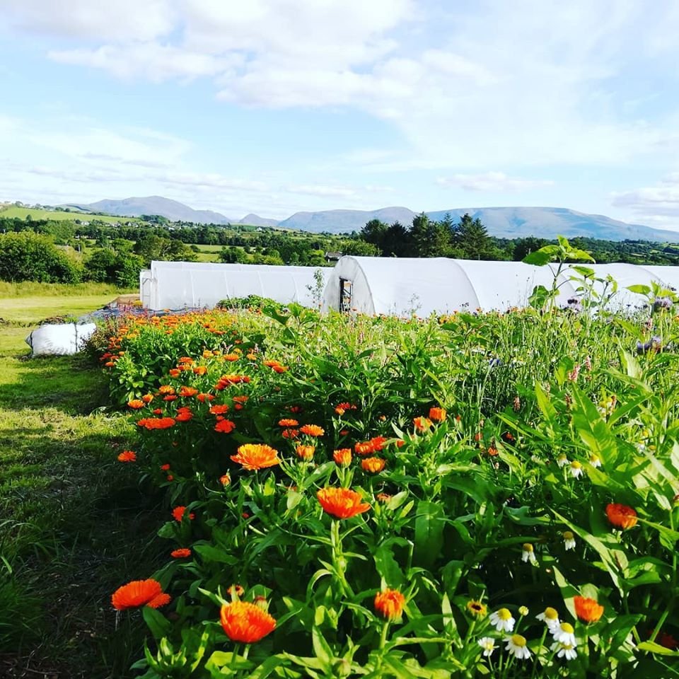 Calendula in full bloom