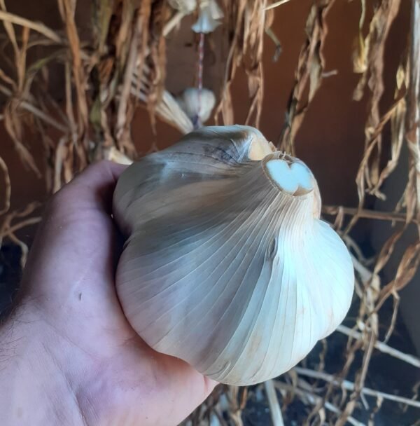A whole Elephant garlic