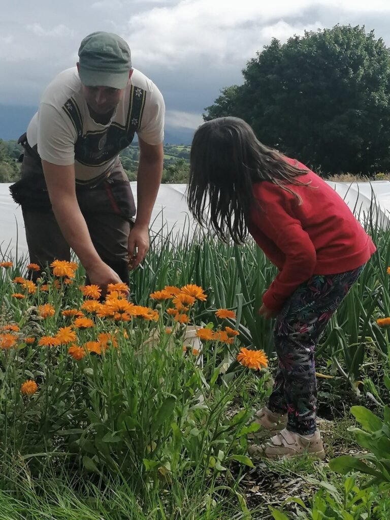 Picking Calendula