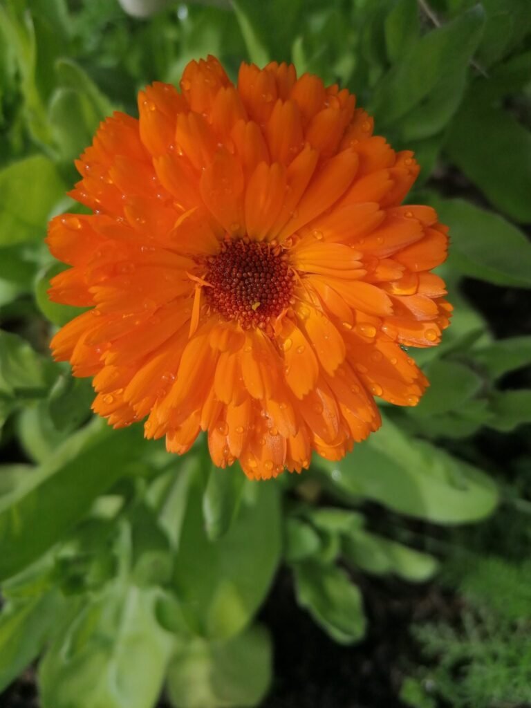 Calendula flower
