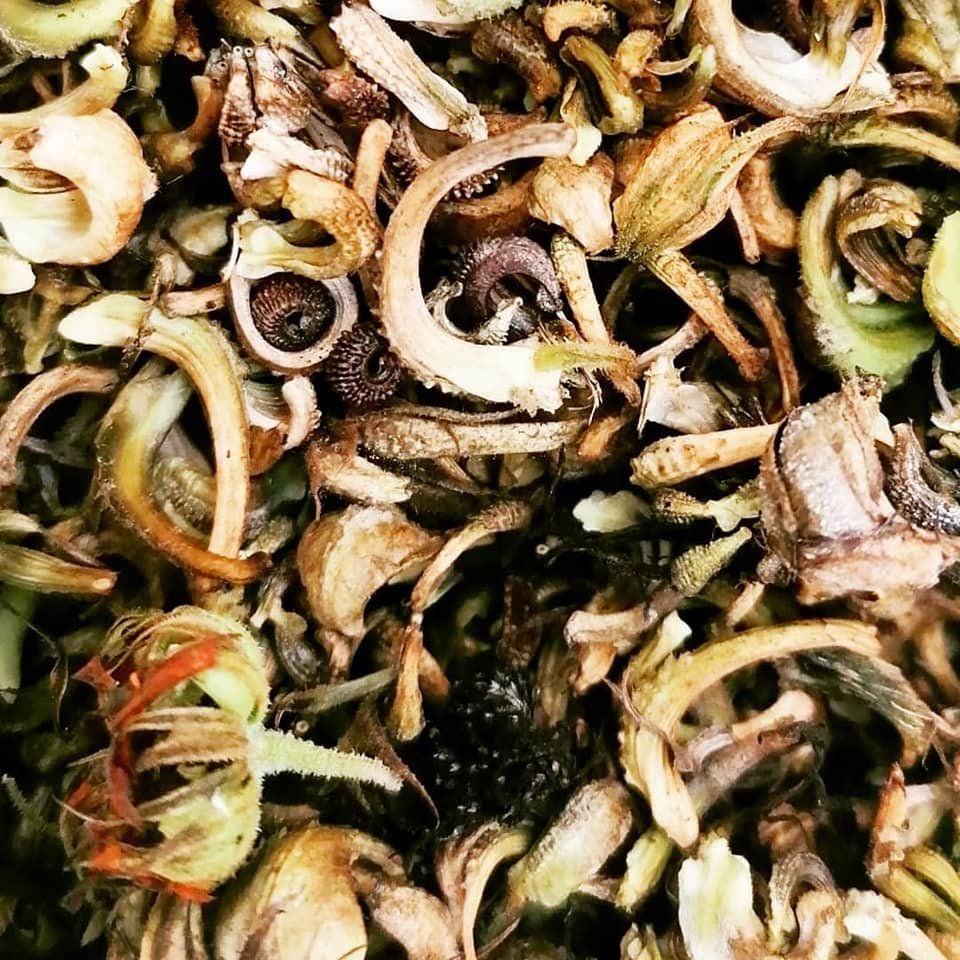 Calendula seeds