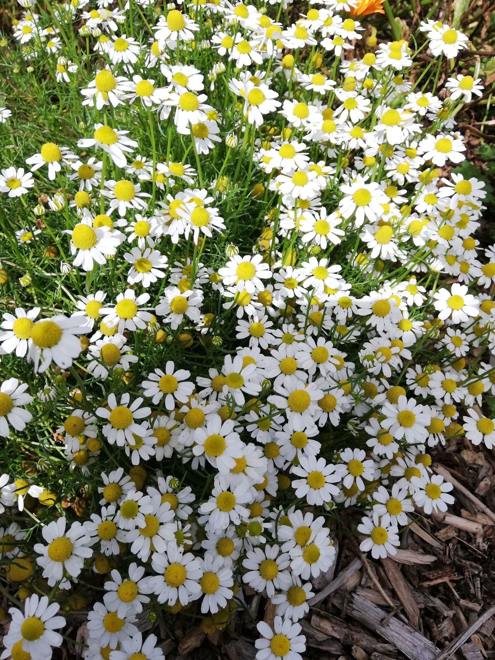 Chamomile flowers