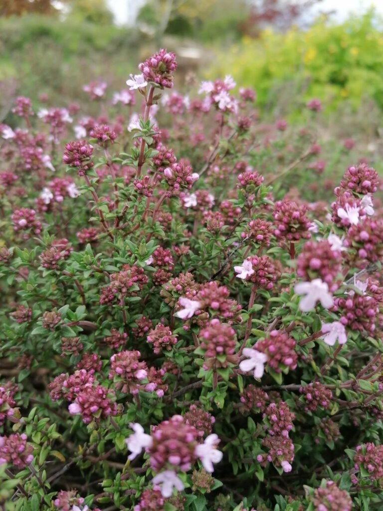 Thyme in flower