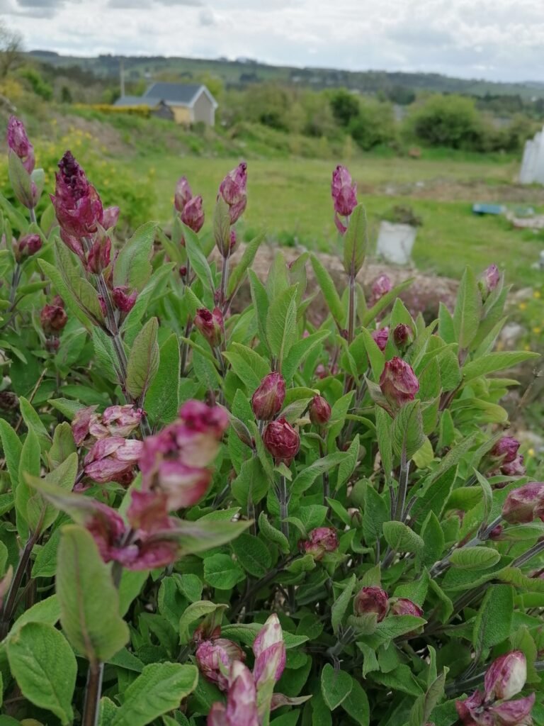 Sage in flower