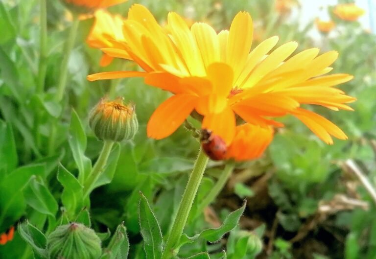 Calendula skin benefits