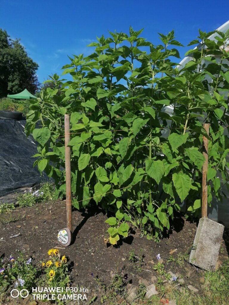 Jerusalem artichoke plants