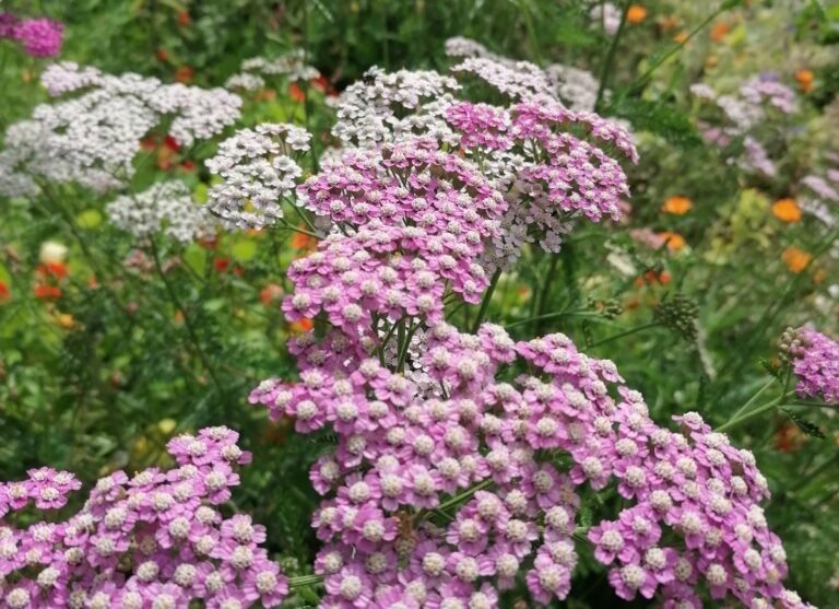 Natural Skincare with Yarrow: Unlock Its Healing Power for Balms