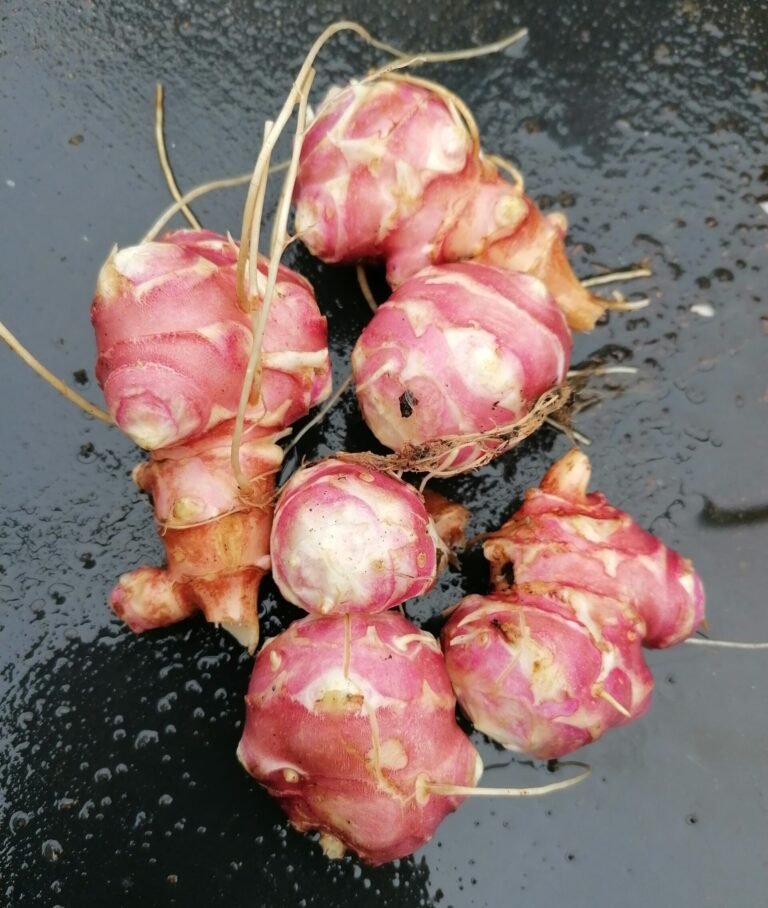 A little pile of pink jerusalem artichokes freshly harvested