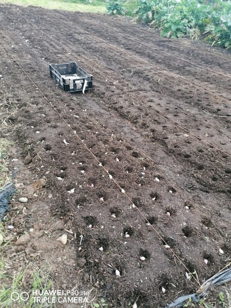 Garlic planting time