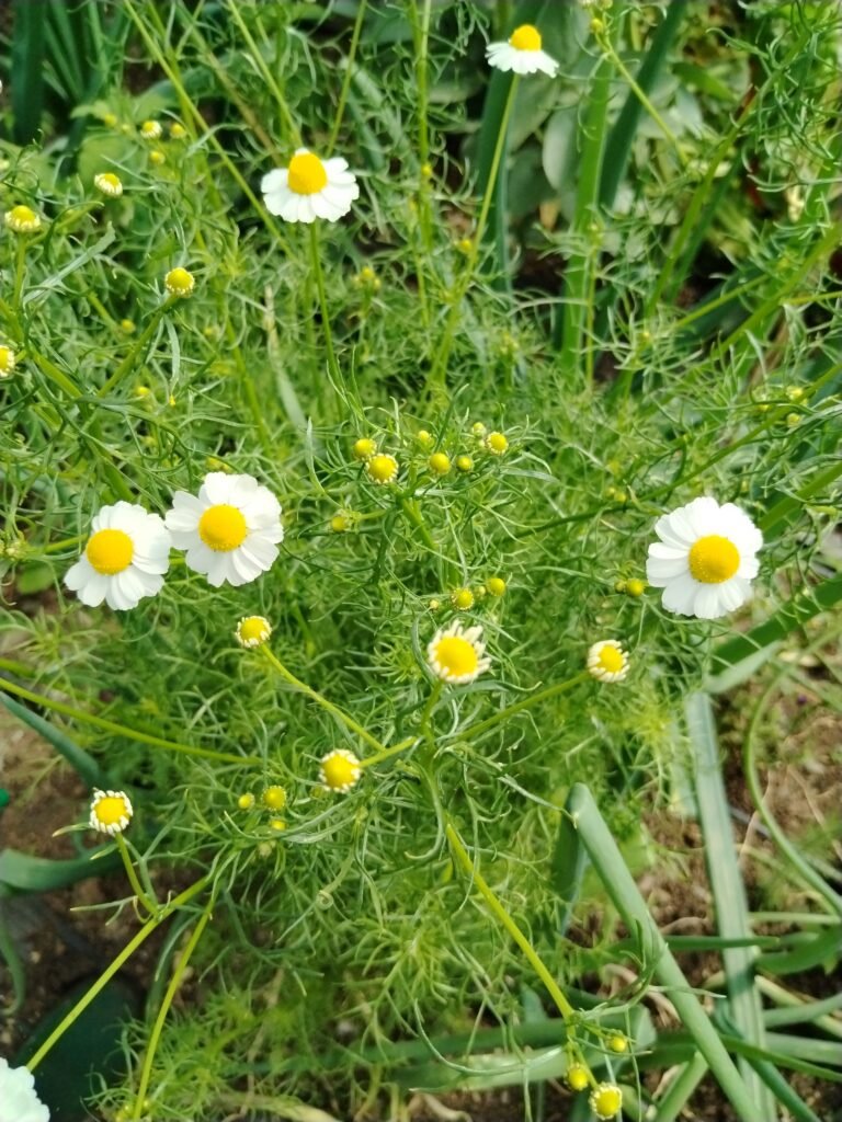 Chamomile Skincare Benefits, Uses, and How to Grow It