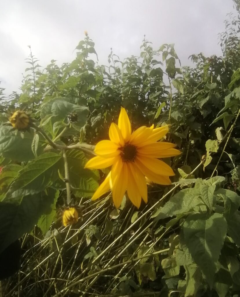 Jerusalem artichoke flower