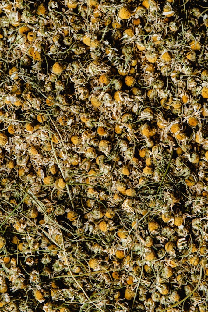 A close-up of bulk dried chamomile flowers, ideal for herbal tea blends or natural remedies.