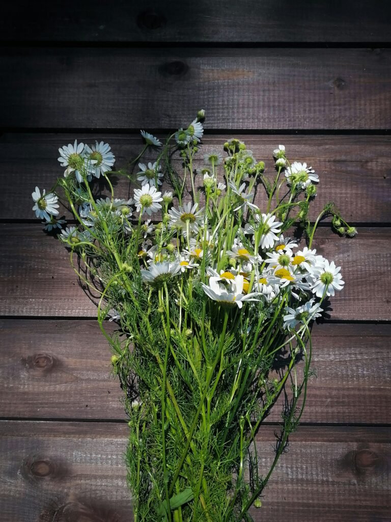Chamomile flowers
