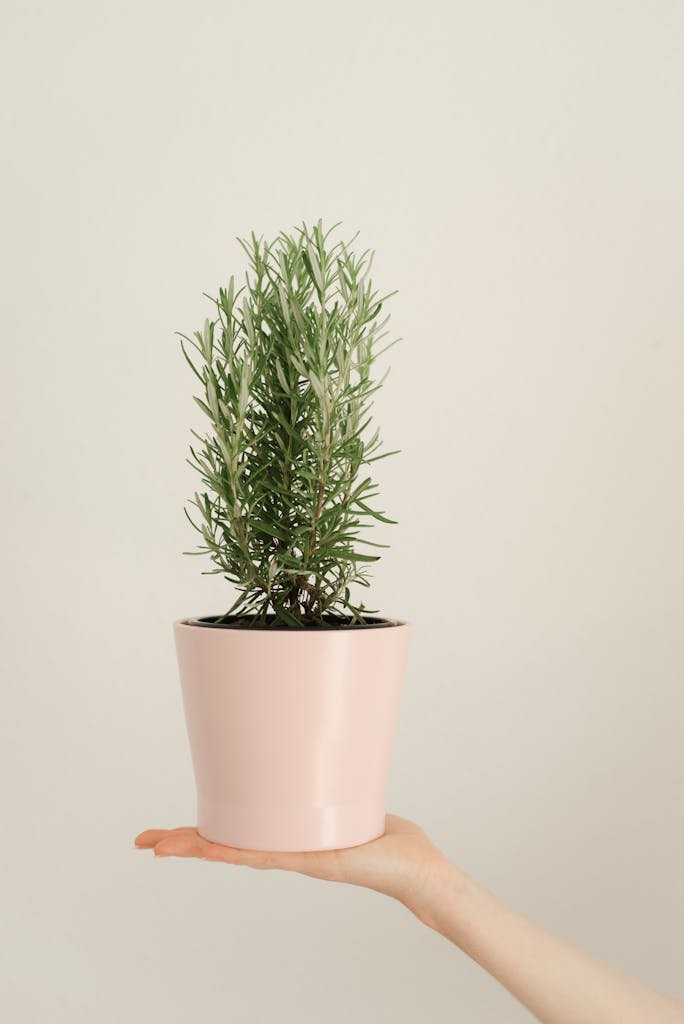A hand holding a potted rosemary plant in a light pink pot, against a neutral background.