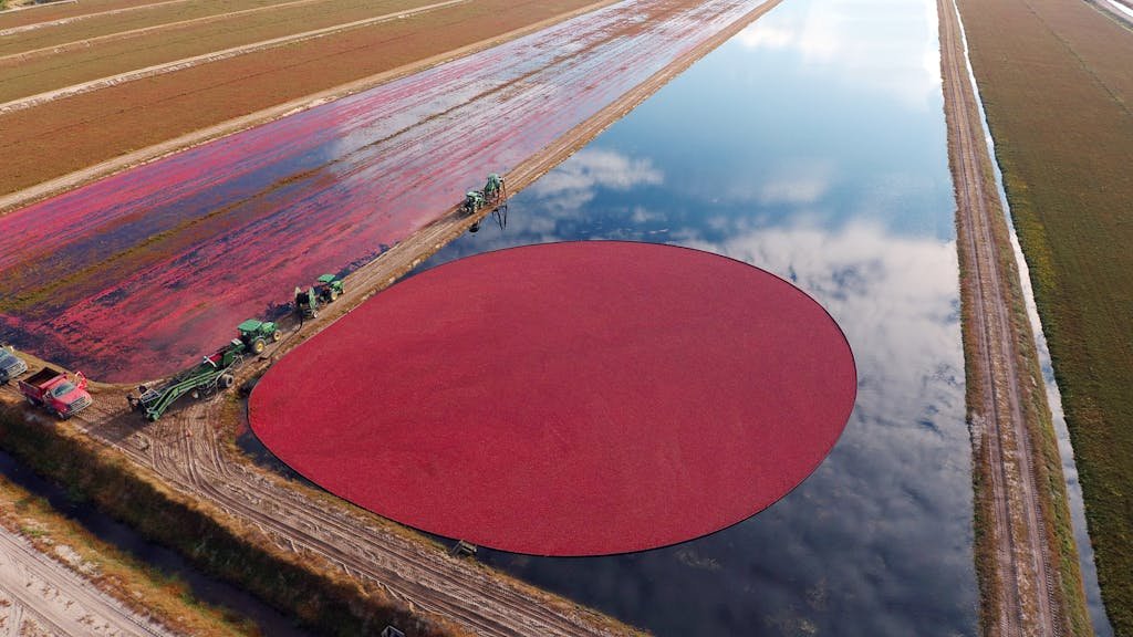 Aerial shot of cranberry harvest with tractors in a flooded field, reflecting blue sky.