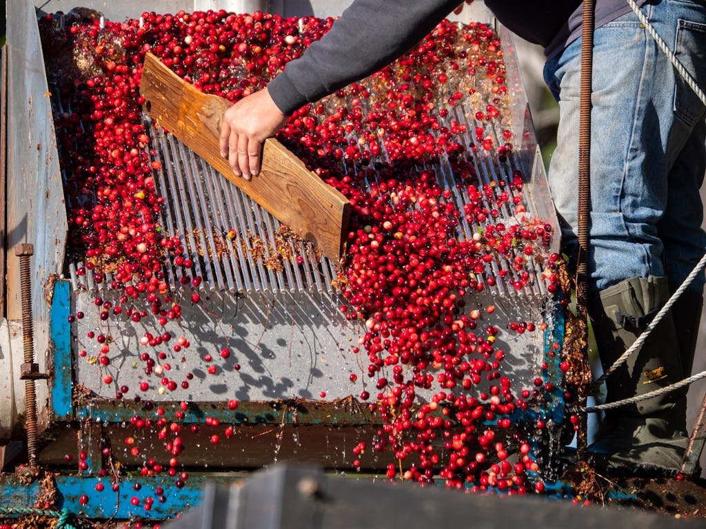 Close-up of cranberries being harvested with a mechanized process.