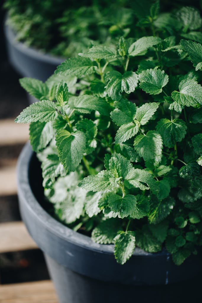 Close-up of vibrant mint plants growing in pots, showcasing fresh green leaves.