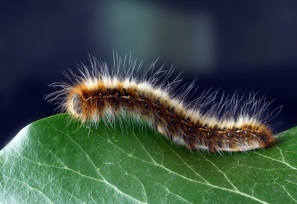 Detailed macro shot of a hairy caterpillar on a vibrant green leaf.