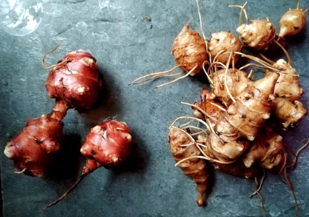 Jerusalem artichoke tubers