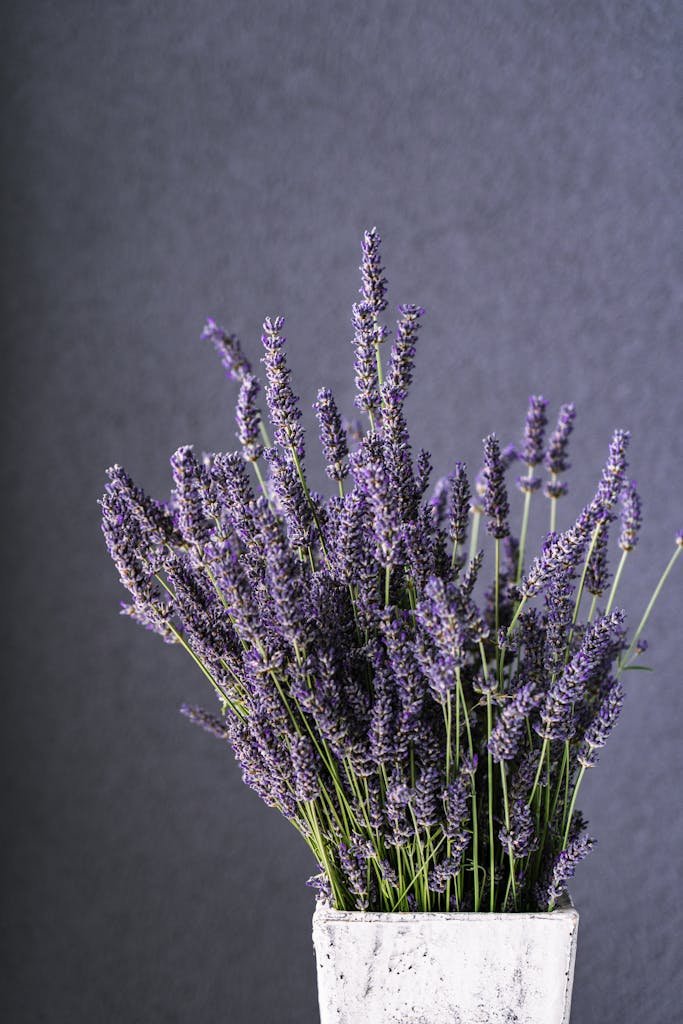 Vibrant lavender flowers arranged in a white pot with a gray backdrop, creating a serene still life.