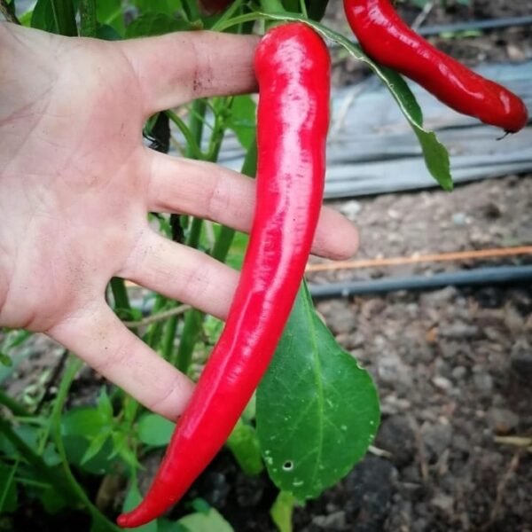 Chili Pepper Sivri Biber
