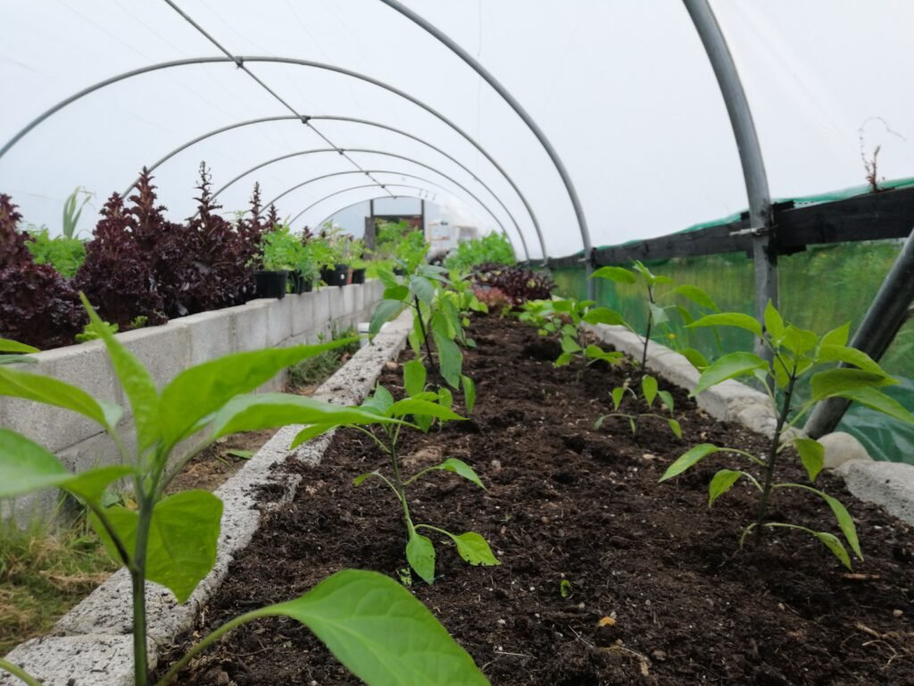 Mistakes to avoid when growing Chili plants