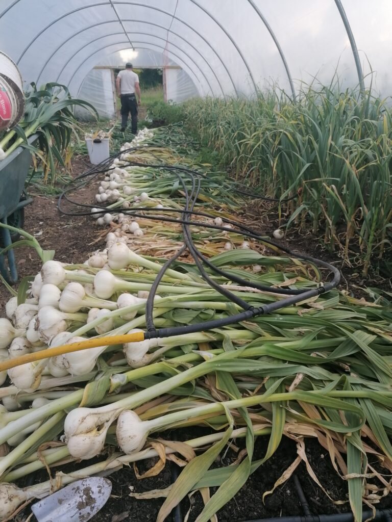Elephant garlic harvest