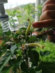 Chillies growing on the plant