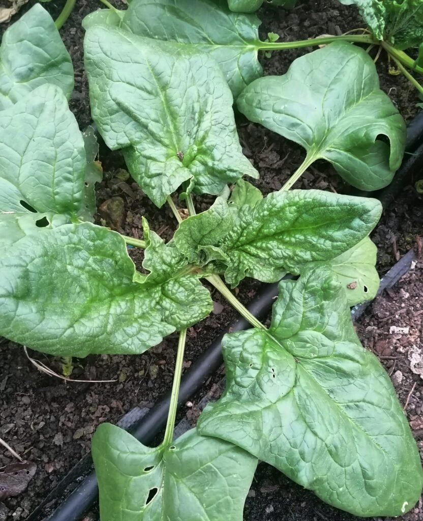 Growing spinach