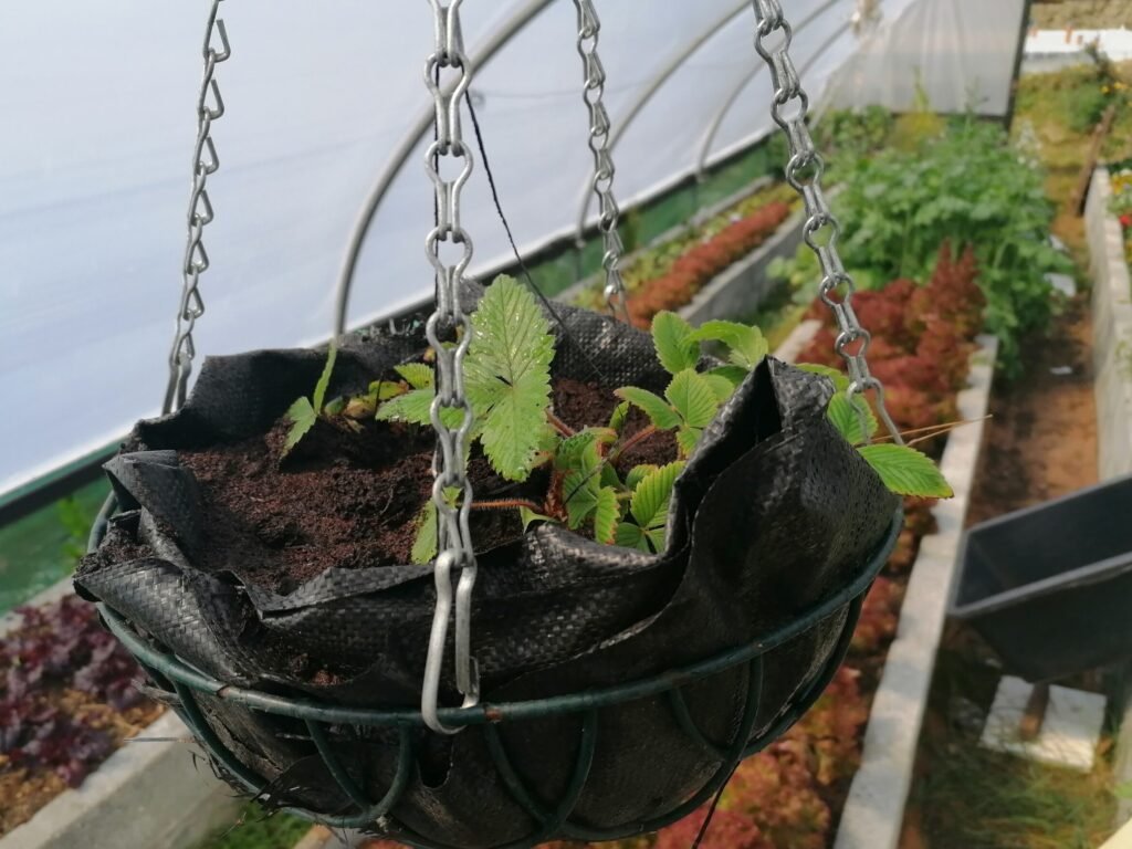 grow strawberries in hanging baskets