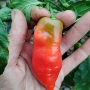 Aji Delight Chili pepper