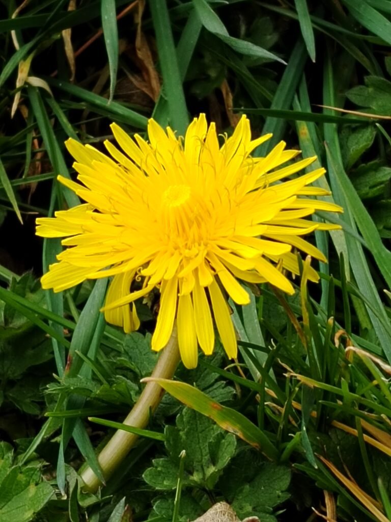 Dandelion flower