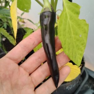 Chili Buena Mulata seeds