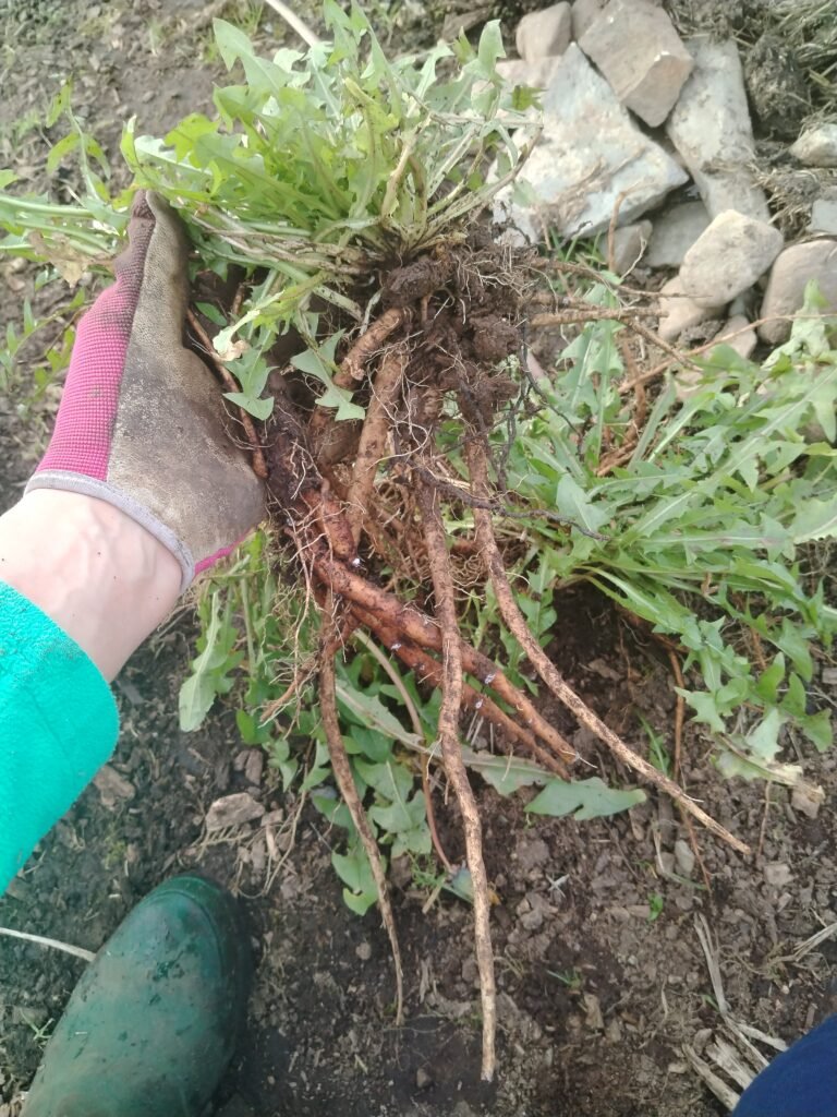 Dandelion root
