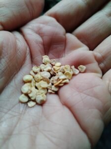 Cayenne chilli pepper seeds