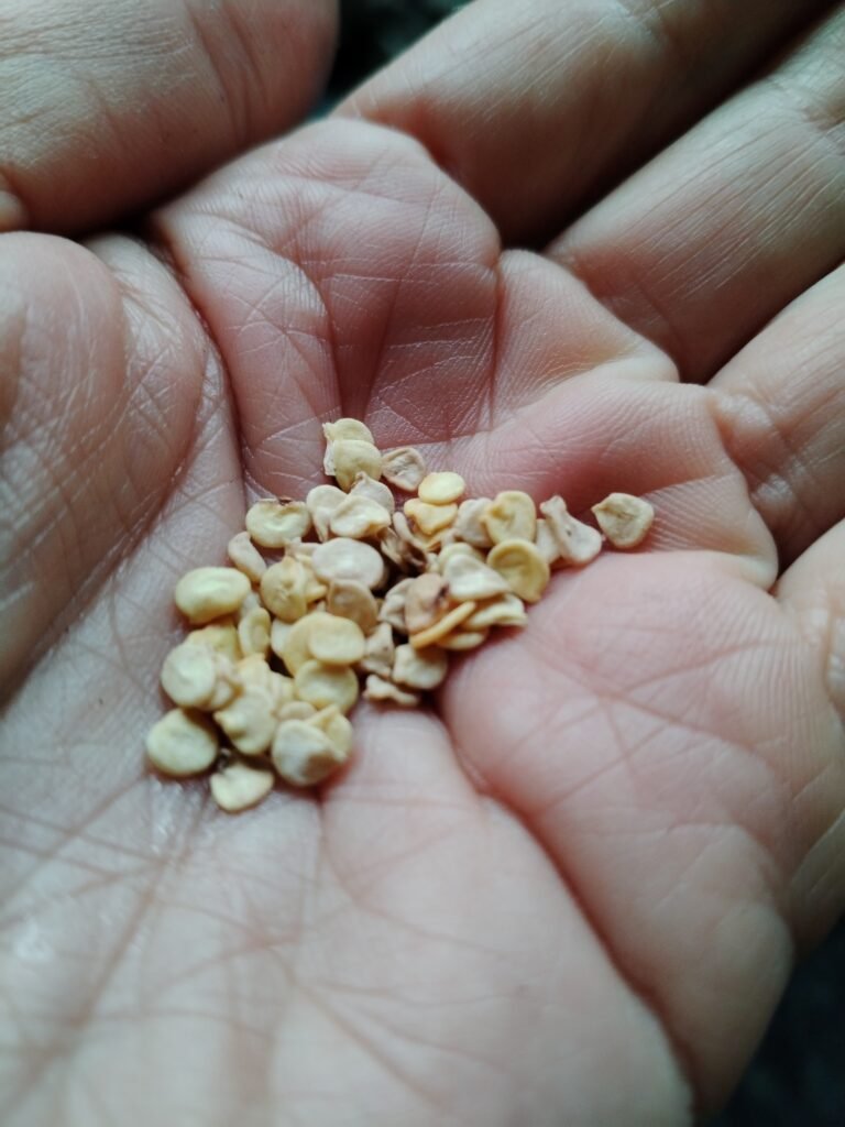 Cayenne chilli pepper seeds