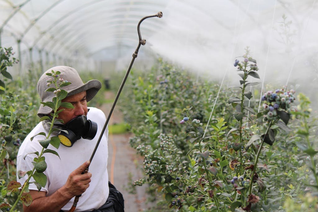 A farmer sprays pesticide on blueberry plants inside a greenhouse, promoting healthy growth.
