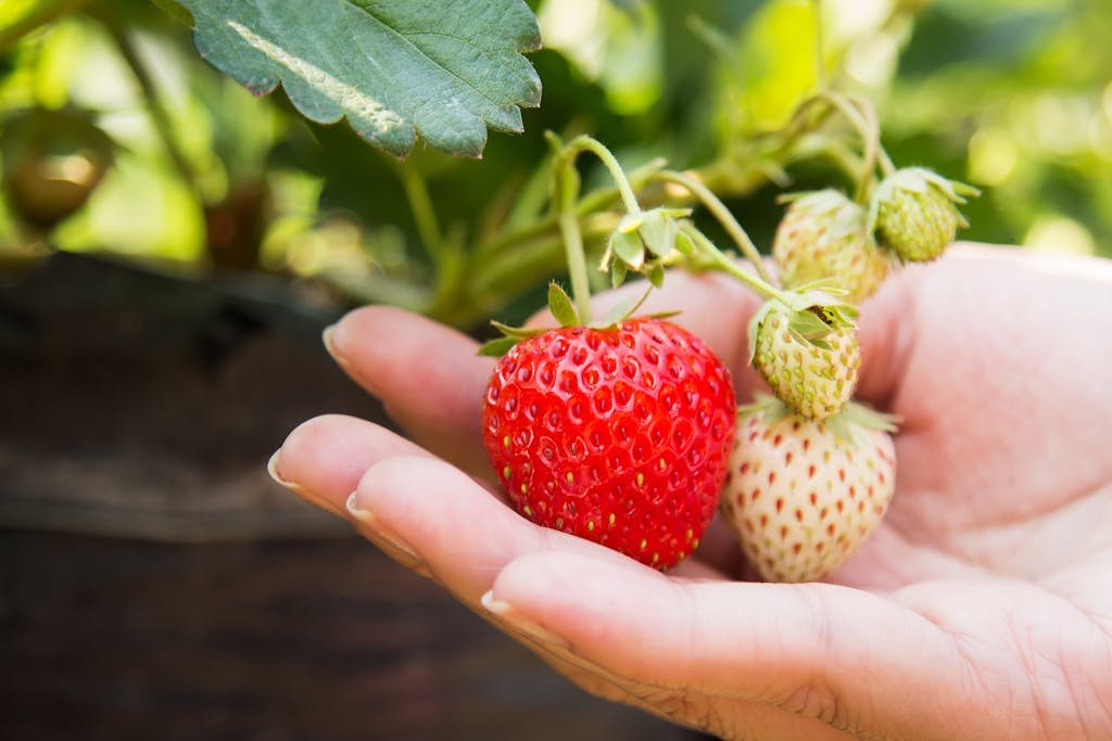 Close-up of a hand holding ripe and unripe strawberries in a sunny garden. How to grow the Dirty Dozen