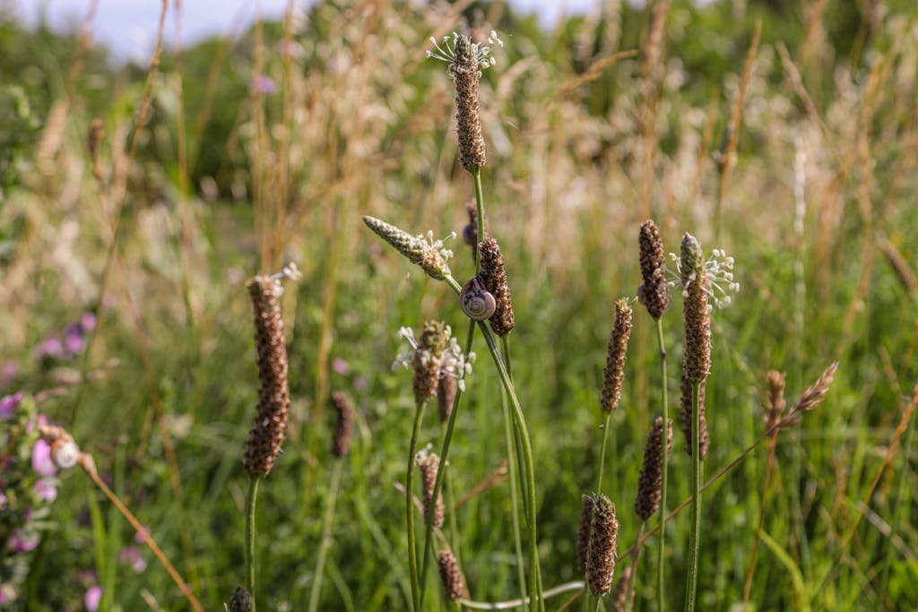 Close-up of snail on grass, vibrant summer meadow background.