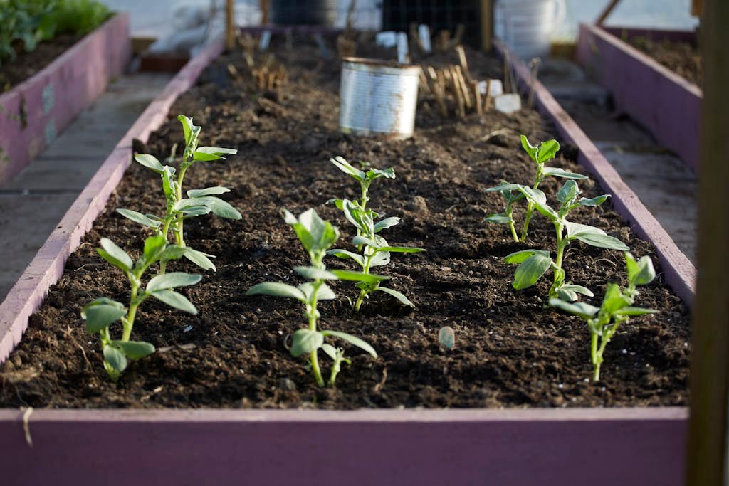Close-up view of young plants thriving in a raised garden bed outdoors.