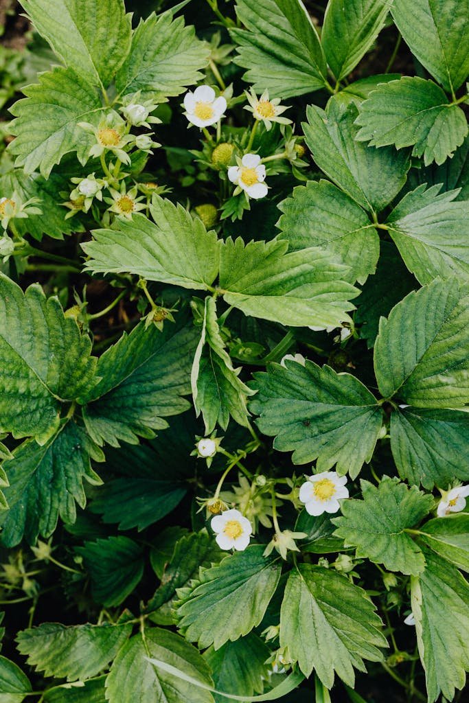 Vibrant strawberry plants in full bloom outdoors, featuring lush green leaves and delicate white flowers.