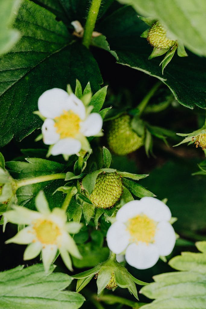 Vibrant white strawberry flowers blooming with green leaves and buds.