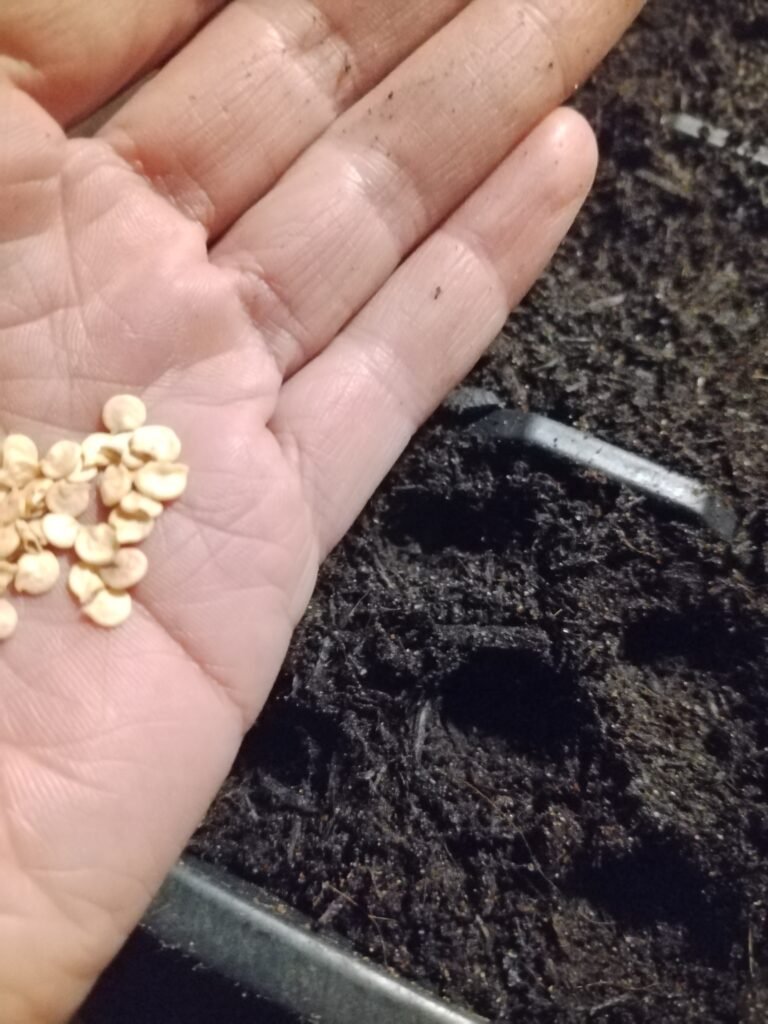 chili seeds
