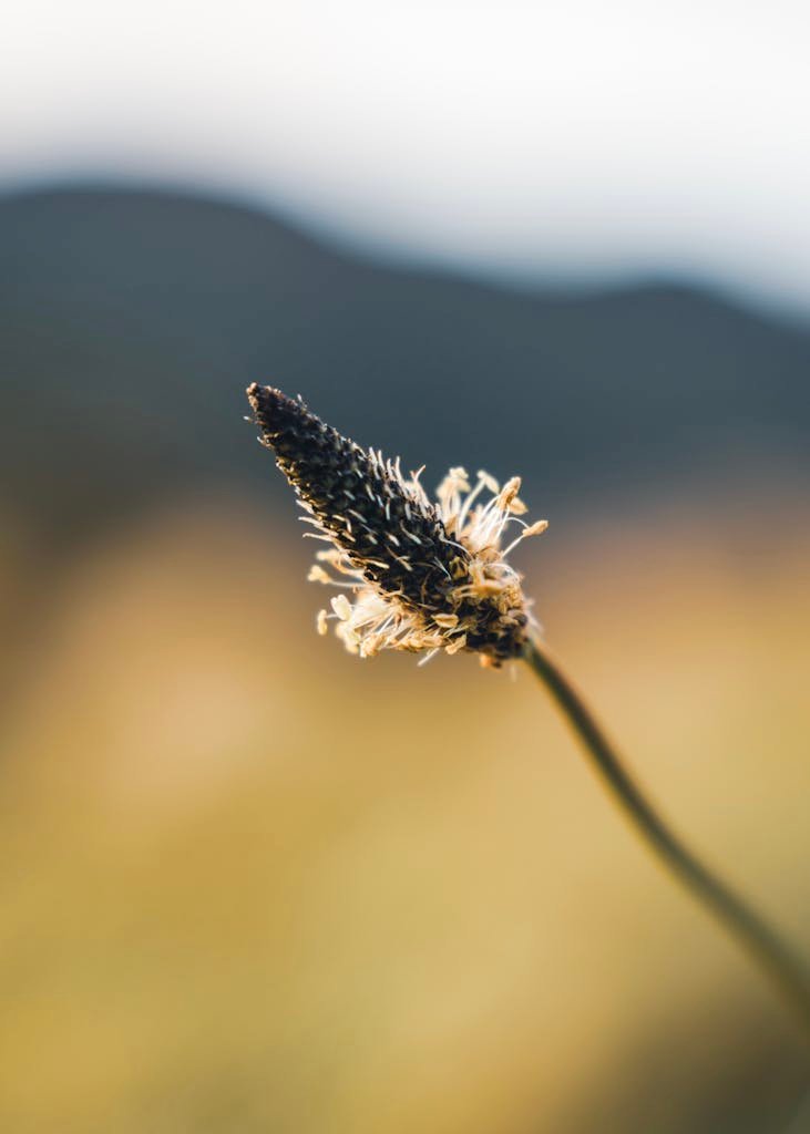 A detailed close-up of a wildflower with a blurred natural background, capturing the essence of untouched nature.