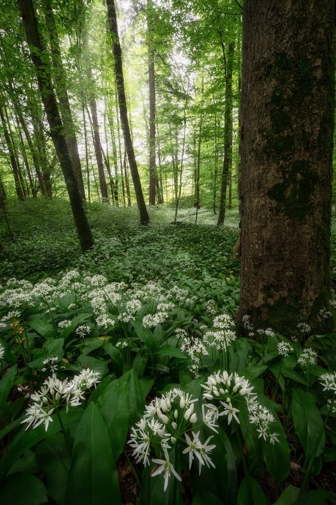 A tranquil forest scene with lush greenery and blooming white Allium ursinum flowers in spring.