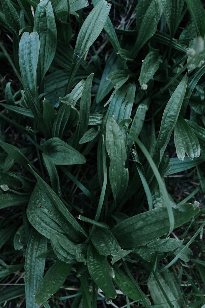 Close-up of green plantain leaves showcasing rich texture and vibrant nature.